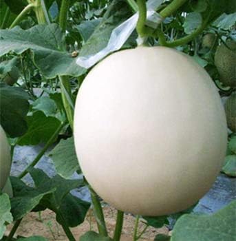 Cantaloupe Fruit Seeds for Planting White 100 Pcs pcs