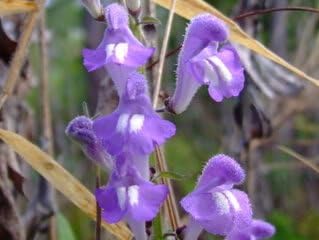 Blue Skullcap Flower Seeds â€“ Heirloom, Non-GMO Seeds for Planting Medicinal Garden Herbs