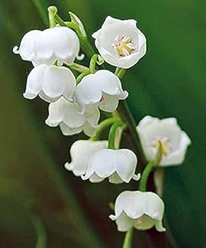 Polka Dot Vinca Flower Seeds for Planting - NON GMO Seeds