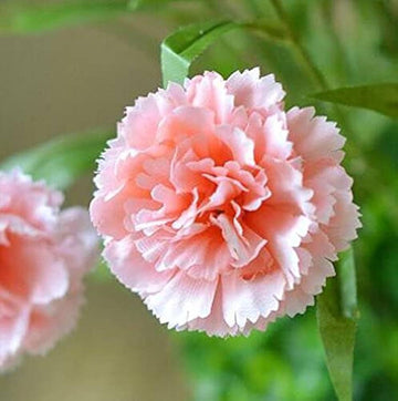 Heirloom Non-GMO Baby Pink Carnation Flower Seeds for Garden Planting – Classic Fragrant Blooms