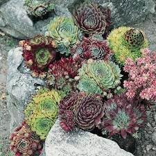 Organic Sempervivum Flower Seeds for Planting – Heirloom, Non-GMO