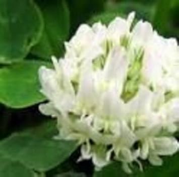 White Clover Flower Seeds for Planting - 100 Pcs pcs