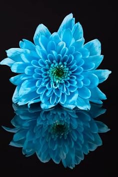 Organic Heirloom Non-GMO Sky Blue Chrysanthemum Seeds for Planting – Garden Flowers