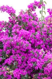 Bougainvillea Spectabilis Flower Seeds for Planting - Heirloom and Non-GMO Garden Seeds