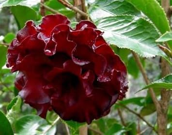 Burgundy Camellia Seeds for Planting – Organic, Heirloom, Non-GMO Flower Seeds