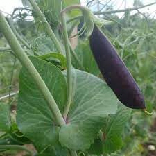 Pea Vegetable Seeds for Planting, 100 Pcs pcs