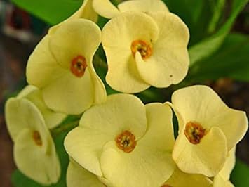 Crown of Thorn Flower Seeds for Planting NON GMO Seeds