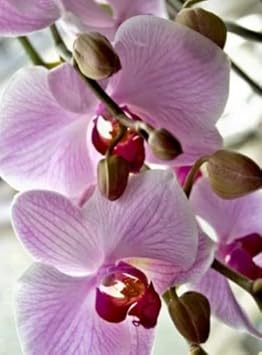 White Violet Phalaenopsis Orchid Planting Seeds for Garden NON GMO Seeds