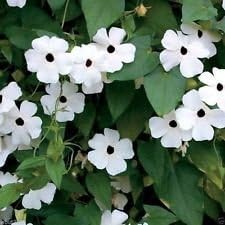 White Thunbergia Flower Seeds – Heirloom Non-GMO Seeds for Climbing and Decorative Garden Planting