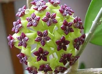 Heirloom Green Maroon Hoya Flower Seeds for Planting ƒ?? Non-GMO, Rare Fragrant Blooms
