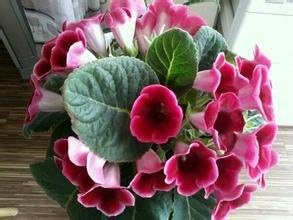 Pink Gloxinia Brocade Plant Seeds for Planting | Heirloom, Non-GMO, Organic Flowers