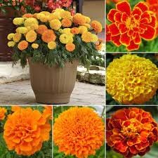 Marigold Flower Seeds for Garden Planting - NON GMO Seeeds