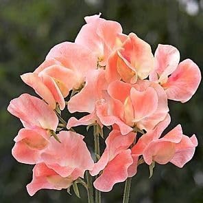 Heirloom Peach Sweet Pea Flower Seeds â€“ Non-GMO Fragrant Climbing Blooms for Garden Planting