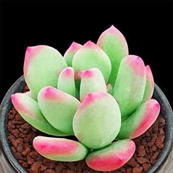 Lithops Succulent Plant Seeds for Planting - NON GMO Seeds