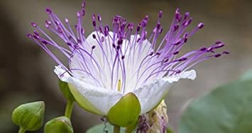 White Caper Bush Flower Seeds for Planting - 100 pcs