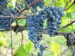 Grape Fruit Seeds for Planting - Dark Blue Color Variety, Rich in Vitamin C,Garden Seeds