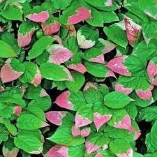 Actinidia Kolomikta Plant Seeds for Hardy and Sweet Fruit Trees 100 Pcs pcs