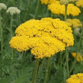 Yarrow Flower Seeds for Garden - NON GMO Seeds