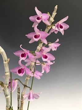 Pink Red Dendrobium Flower Seeds ƒ?? Heirloom Non-GMO Orchid Seeds for Elegant Garden Planting