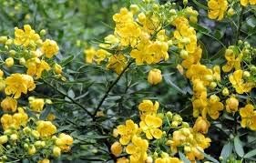 Yellow Cassia Tora Flower Seeds for Planting - NON GMO Seeds