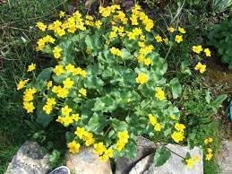 Caltha Palustris Flower Seeds for Planting - NON GMO Seeds