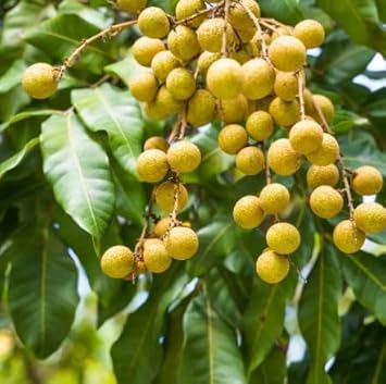 Dimocarpus Fruit Seeds for Planting - Tropical Fruit Trees with Delicious Harvests, Heirloom Seeds
