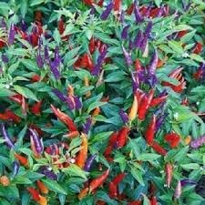 Sangria Pepper Vegetable Seeds for Planting - 100 Pcs pcs