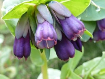Blue Honeywort Plant Seeds for Planting - 100 pcs
