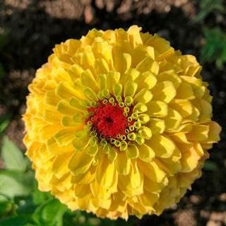 Yellow Red Zinnia Flower Seeds for Planting â€“ Vibrant Blooms, Non-GMO, Heirloom Seeds, Beautiful Blooms