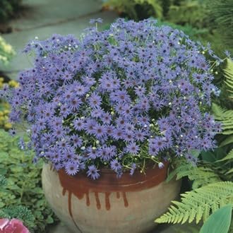 Fothergills Flower Seeds – Heirloom Non-GMO Garden Blooms for Vibrant Seasonal Displays