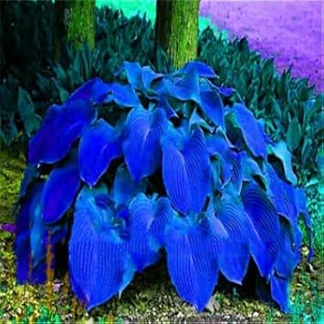 Caladium Leaf Plant Seeds for Planting - NON GMO Seeds
