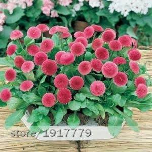 Organic Pink Bellis Perennis Flower Seeds for Planting – Heirloom, Non-GMO