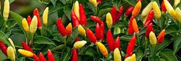 Red Yellow Tobasco Seeds for Planting - Spicy Vegetable 100 Pcs pcs