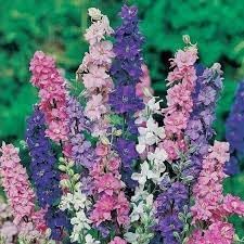 Rocket Larkspur Flower Seeds for Planting - NON GMO Seeds
