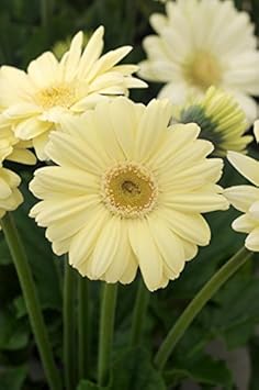 White Gerbera Vanilla Flower Seeds – Heirloom, Non-GMO Flower Seeds for Planting
