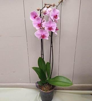 Cymbidium Flower Seeds for Garden Planting - NON GMO Seeds