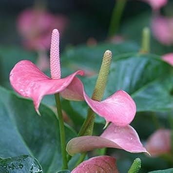 Heirloom Non-GMO Anthurium Flower Seeds for Planting ƒ?? Baby Pink Exotic Blooms