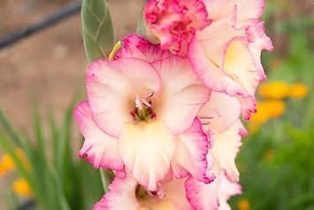 Heirloom Non-GMO Gladiolus Flower Seeds for Planting ƒ?? White and Pink Blooms for Elegant Cutting Gardens