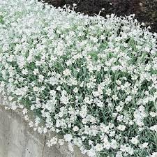 Carpet Flower Seeds for Planting, Heirloom, Non-GMO, 100 pcs for planting in home garden