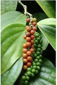 Green Piper Nigrum (Black Pepper) Plant Seeds for Gardening heirloom & Non-GMO Seeds – Fresh Herb for Your Garden