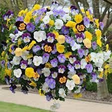 Heirloom Hanging Pansy Flower Seeds for Planting, Non-GMO