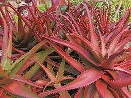 Aloe Cameronii Plant Seeds – Hardy Aloe for Gardens & Outdoors-Heirloom & Non-GMO Seeds for planting – Fresh Herb for Your Garden