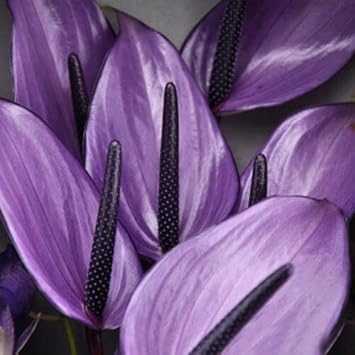 Violet Anthurium Andraeanum Flower Seeds for Planting -Heirloom and Non-GMO garden seeds
