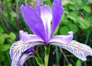 Japanese Iris Flower Seeds for Planting - NON GMO Seeds