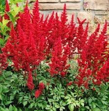 Astilbe Arendsii Flower Seeds Heirloom Non GMO Planting - 100 pcs