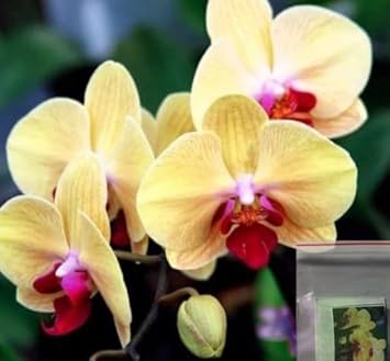 Light Yellow Butterfly Orchids Flower Seeds for Planting - NON GMO Seeds