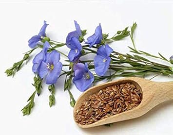 Usitatissimum Flower Planting Seeds for Garden NON GMO Seeds