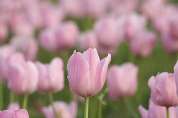 Light Pink Tulip Flower Seeds for Planting – Heirloom, Non-GMO Flower Seeds
