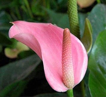 Heirloom Non-GMO Anthurium Andraeanum Flower Seeds for Planting â€“ Pale Pink Exotic Blooms for planting in home garden