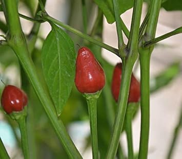 Red Chile Vegetable Seeds for Planting, heirloom & Non-GMO Seeds